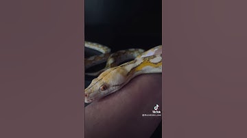 Beautiful Mochino Reticulated Python
