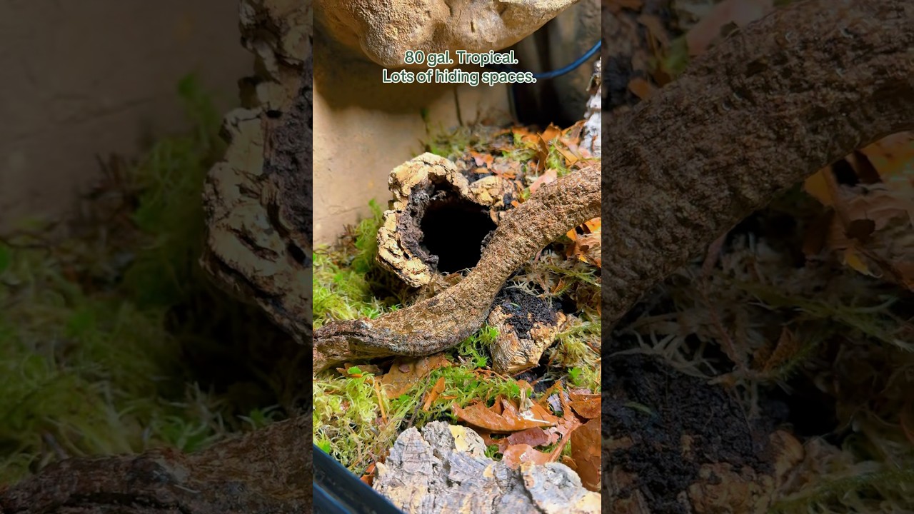 My New Reptile’s Enclosure | SNEAK PEEK