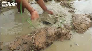 Skills Hand Fishing! Catch a lot of Snakehead Fish & Catfish in Mud Water