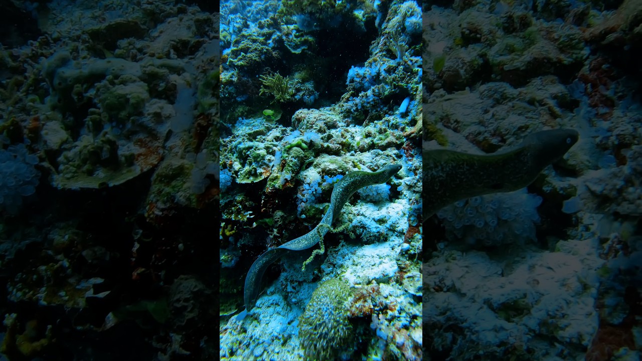 Watch a moray eel hunt on the reef—wild footage captured up close! 