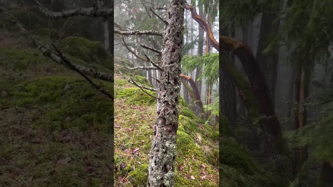 Collapsing dead tree🌲 