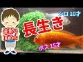 【ポイント】たったこれだけで金魚が長生き！　ボス15才（設定上15才実際は18才）　元気で長生き金魚の育て方。