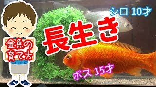 【ポイント】たったこれだけで金魚が長生き！　ボス15才（設定上15才実際は18才）　元気で長生き金魚の育て方。