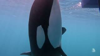 (1/5) - How do orcas 