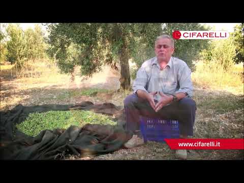 Cifarelli Zeytin Silkme Makinası 1