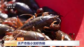 [中国三农报道]上海 水产市场小龙虾热销 | 农业致富经 Agriculture And Farming