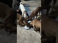 street dogs కి food పెట్టండి