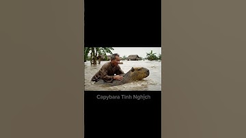 Capy dũng cảm giúp ông thoát khỏi nước lũ ❤️#capybara #capybaratinhnghich #xuhuong