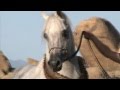 Al Hadiyah arabian stallion
