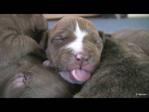 Mia's 2 Week Old Pit Bull Puppies (in 