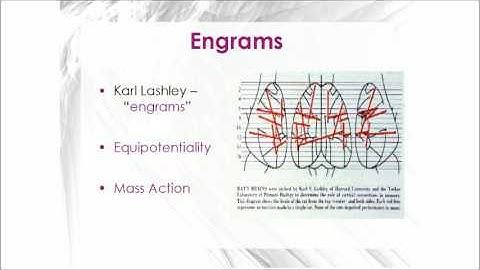 Cognition Lecture 5 - the Structure and Biology of Memory