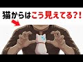 猫が一瞬で心を開く人の6つの秘密【保護猫ハクの気持ち雑学】