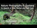 Nature Photography in the Scottish Highlands - Searching for Pine Marten and Red Deer