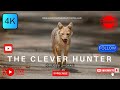 The Golden Jackal: Nature's Most Tactical Hunter