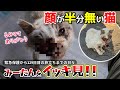 【神戸保護猫】顔が半分無い猫 ミチルちゃんをイッキ見!!
