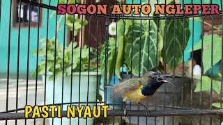 HITUNGAN DETIK‼️Semua Sogon dijamin langsung Nyaut Nembak #sogokontong #sogon #sogongacordor #hútmật