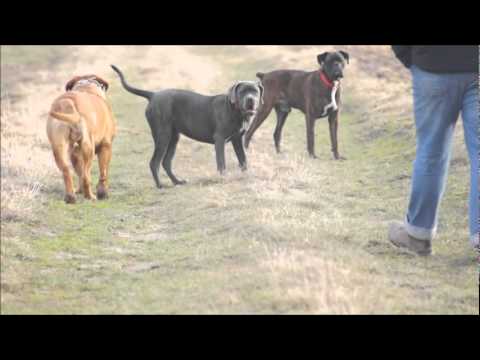 Cane Corso Dogue De Bordeaux I Bokser Youtube