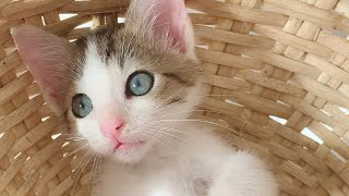 Tiny Stray Kitten5 ★Please turn on English subtitles★