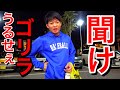 うるせぇゴリラ。 の動画、YouTube動画。