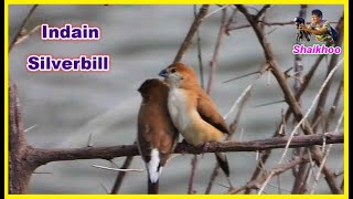 Indain Silver bill  -  मुनिया चिडिया   -