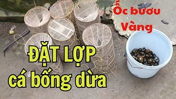 Đặt lợp cá bống dừa bằng mồi ốc bươu vàng