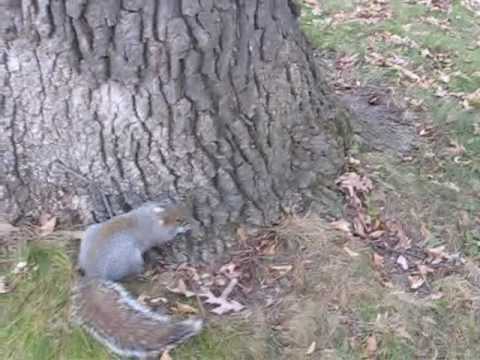 Drunk Squirrel