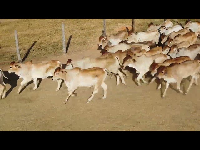 45º Mega Leilão Anual Carpa | BEZERROS LOTE 31C