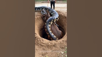 Python trying to eat Cow #youtubeshorts #shorts #short #shortvideo #anaconda #python #cow #attack