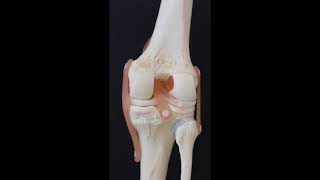 Ligaments Of The Lower Leg