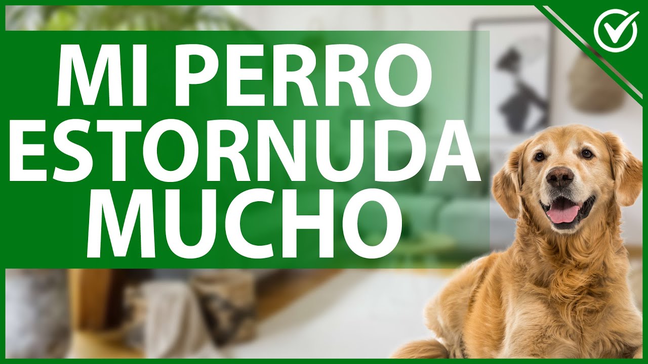 Mi Perro Estornuda Mucho