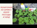 Пеларгония из семян. Уход за рассадой после пикировки.