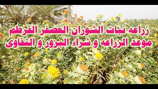 زراعه نبات الشوران العصفر القرطم موعد الزراعه و شراء البزور و التقاوى