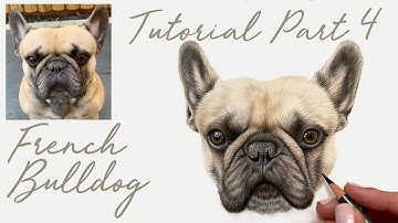 French Bulldog in Coloured Pencils / Drawing Tutorial - Part 4