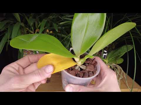 Video: Gelbe Phalaenopsis-Orchidee. Gelbe Orchidee: Bedeutung