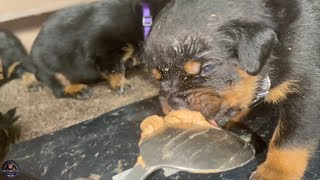 Weaning 3 Weeks Old Rottweiler Puppies