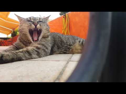 I gatti sono attratti dagli insetti