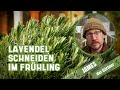 Mit diesem schnitt bleibt der lavendel buschig  james der grtner