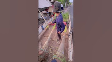 Cung cấp Cây Cau Vua về công trình #cauvua #cau_vua #vila #cây_công_trình_lớn #cây_xanh_đô_thị