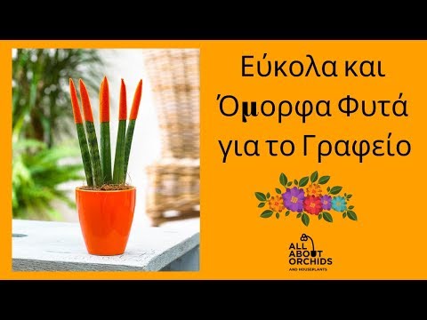 Βίντεο: Το Hosta είναι ένα φυτό χωρίς ελαττώματα