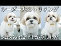 シーズー犬のトリミング♡はに丸のカットのポイント&カット中の様子も大公開！今回もまん丸シーズーになります！ / Shih Tzu is trimmed and very cute！