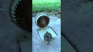 Unique Bird Traps - Easy Quail Trap #youtubeshorts
