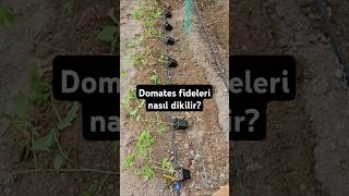 Domates Fideleri Nasıl Dikilir?
