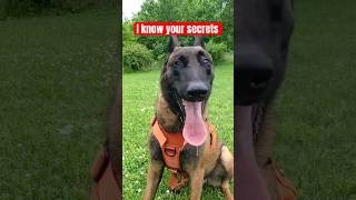 I know your secrets. #malinois #searchdog