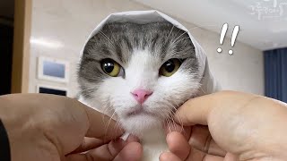 A vlog from someone who takes care of a cat for the first time
