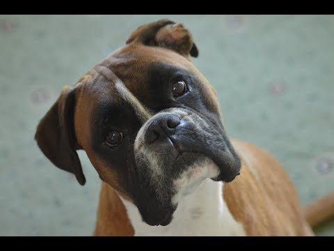 Descuido frío Subproducto El Boxer, un eterno cachorro - YouTube