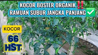 Ramuan kocor organik agar cabe subur jangka panjang‼️#carapupukcabai 