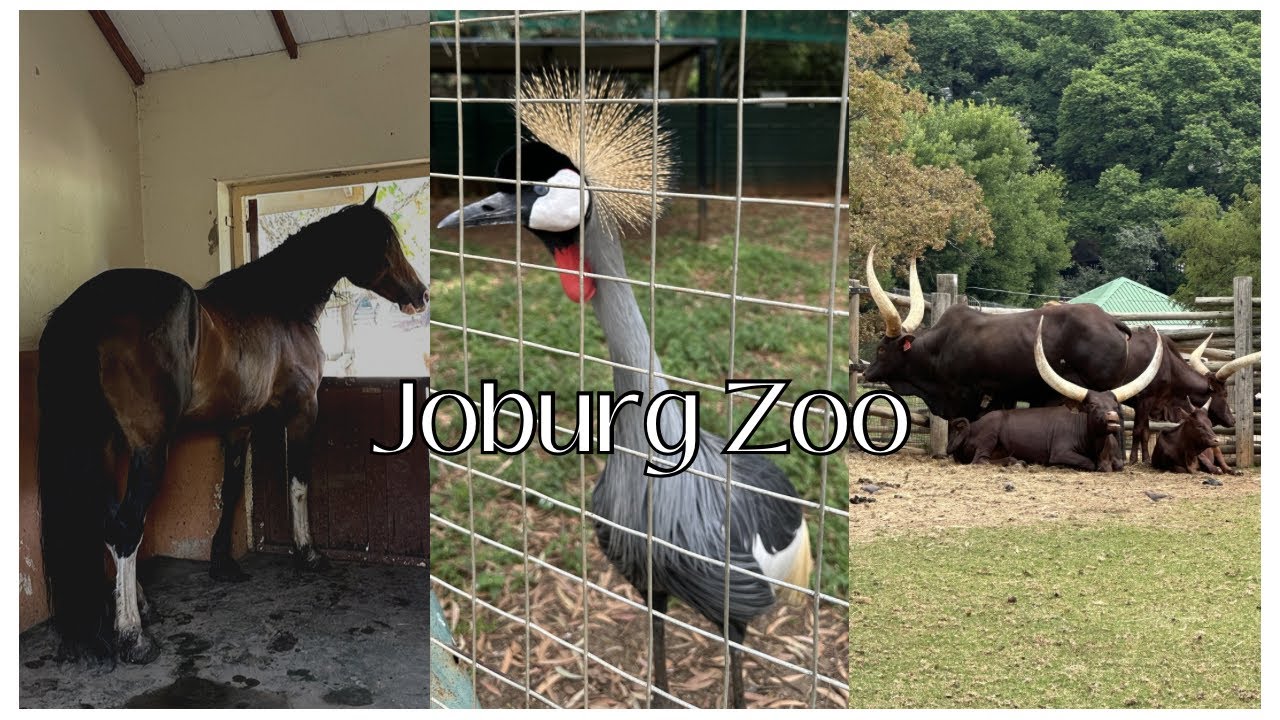 VLOG: A day at the Johannesburg Zoo