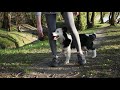 5 months old border collie puppy training video