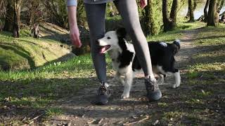 5 months old border collie puppy training video