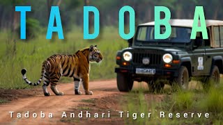 Tadoba Andhari Tiger Reserve                    #tadoba #junglesafari #tiger